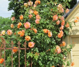 Trandafir urcator orange Rna